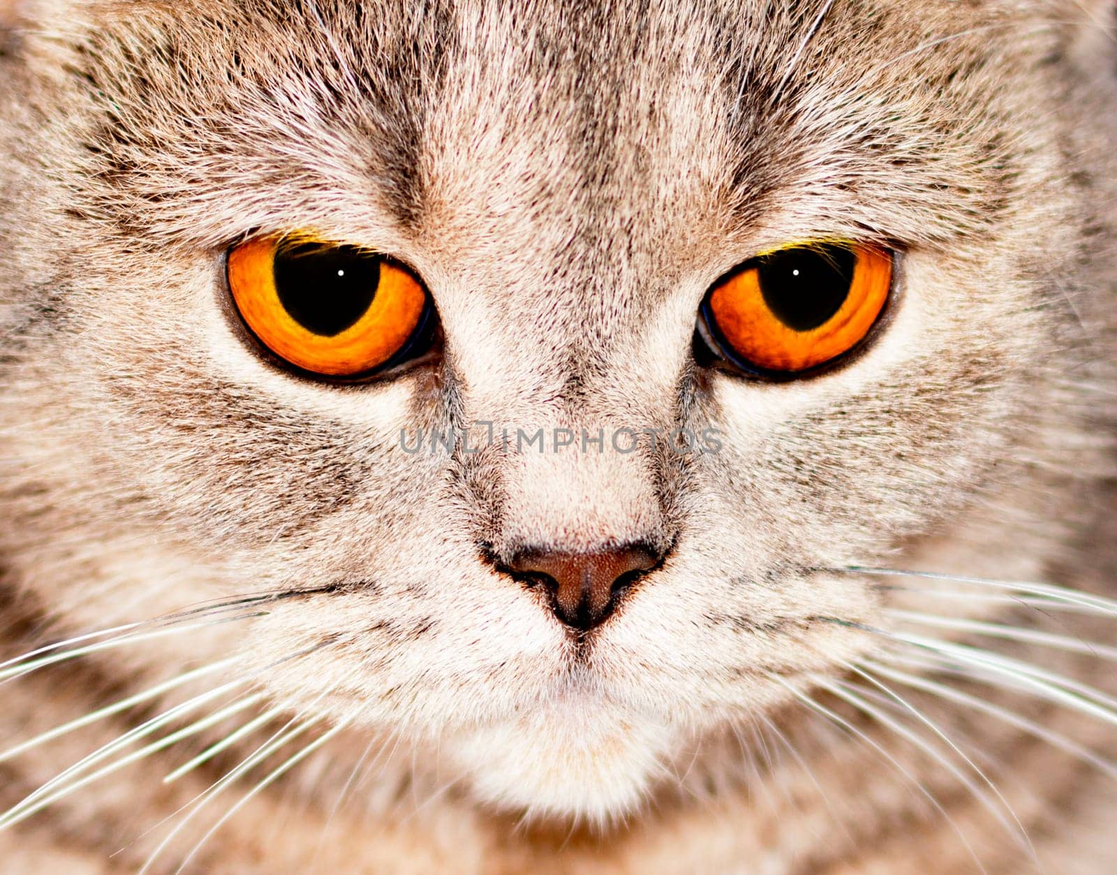 eyes close-up face (muzzle) silver-gold tabby Scottish cat chinchilla, theme domestic pedigreed cats, kittens and cats in the house, beautiful pets their photos and their lives