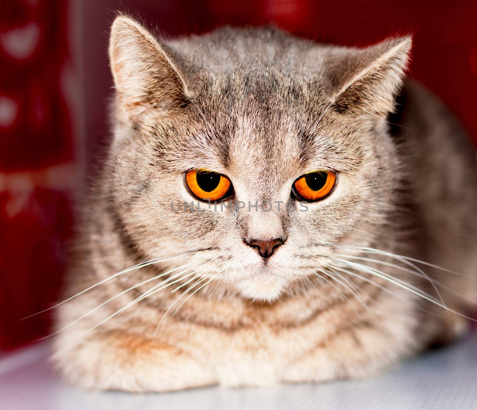 amber eyes close-up face (muzzle) silver-gold tabby Scottish cat chinchilla on a red background , theme domestic pedigreed cats, kittens and cats in the house, beautiful pets their photos and their lives