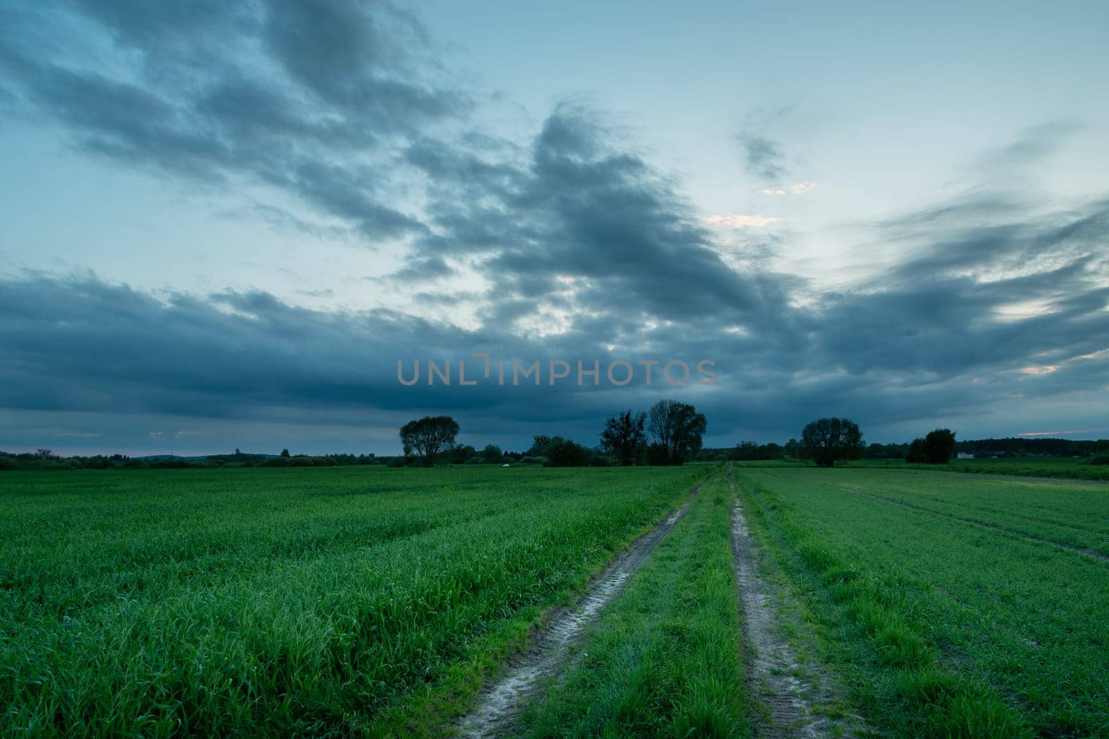 Rural road through the green grain fields, cloudy evening sky