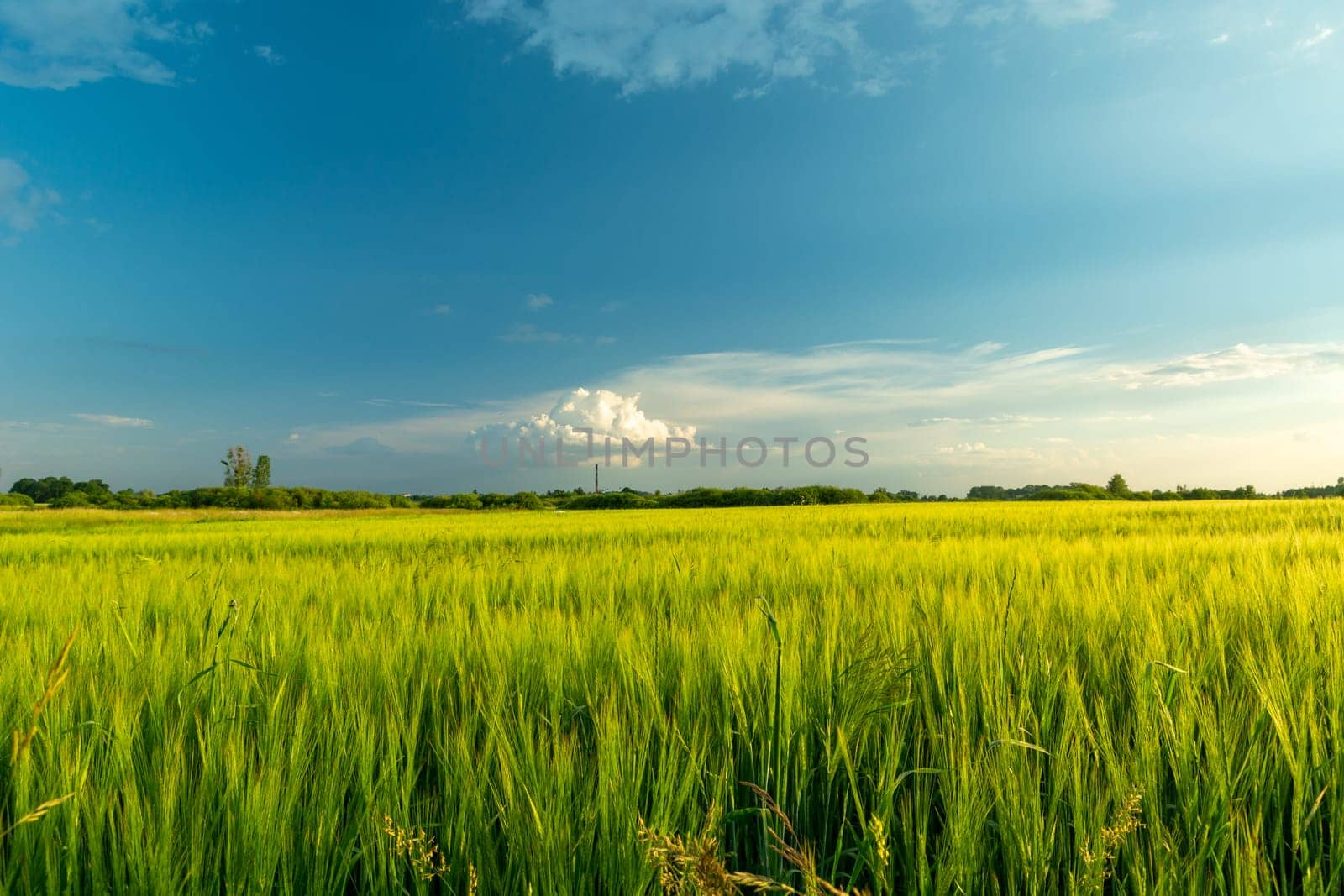 Green barley field and cloud on blue sky, Nowiny, Poland