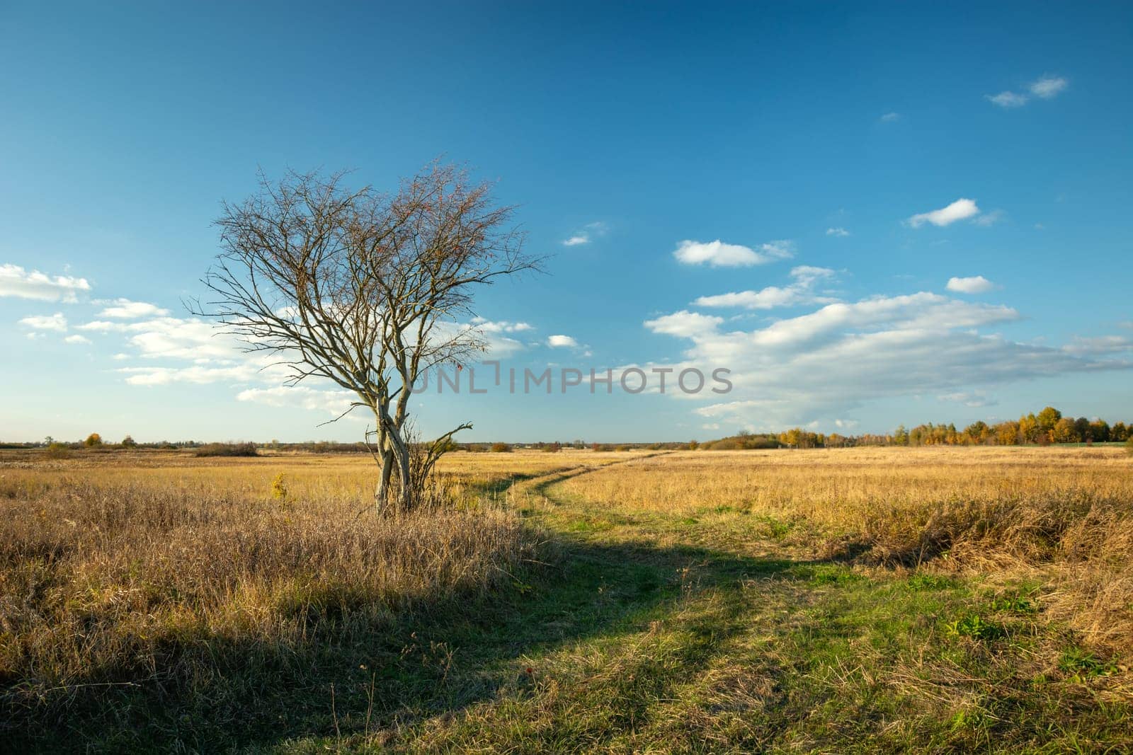 A road through a meadow and a lonely tree without leaves, Czulczyce, Lubelskie, Poland