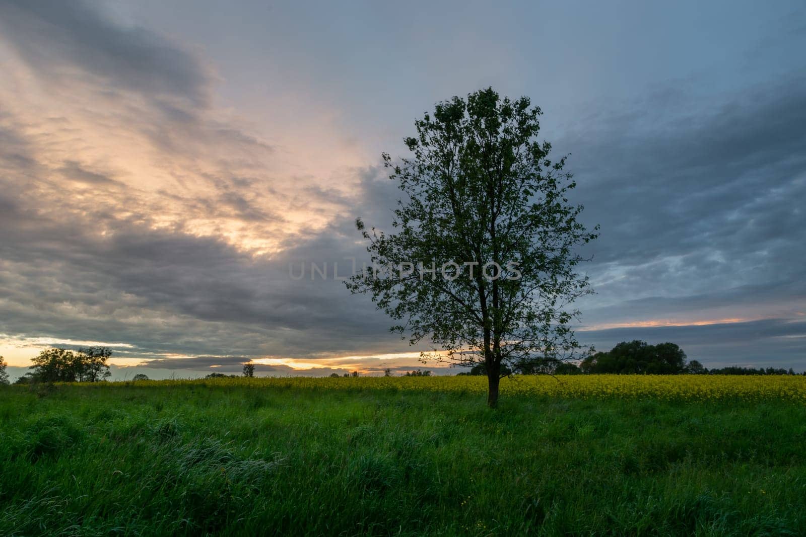 Tree next to the field and evening clouds, Zarzecze, Lubelskie, Poland