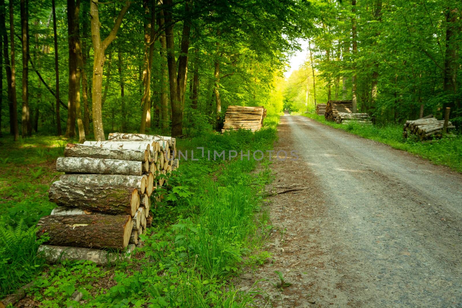 The road through the green forest and piles of wood, spring day