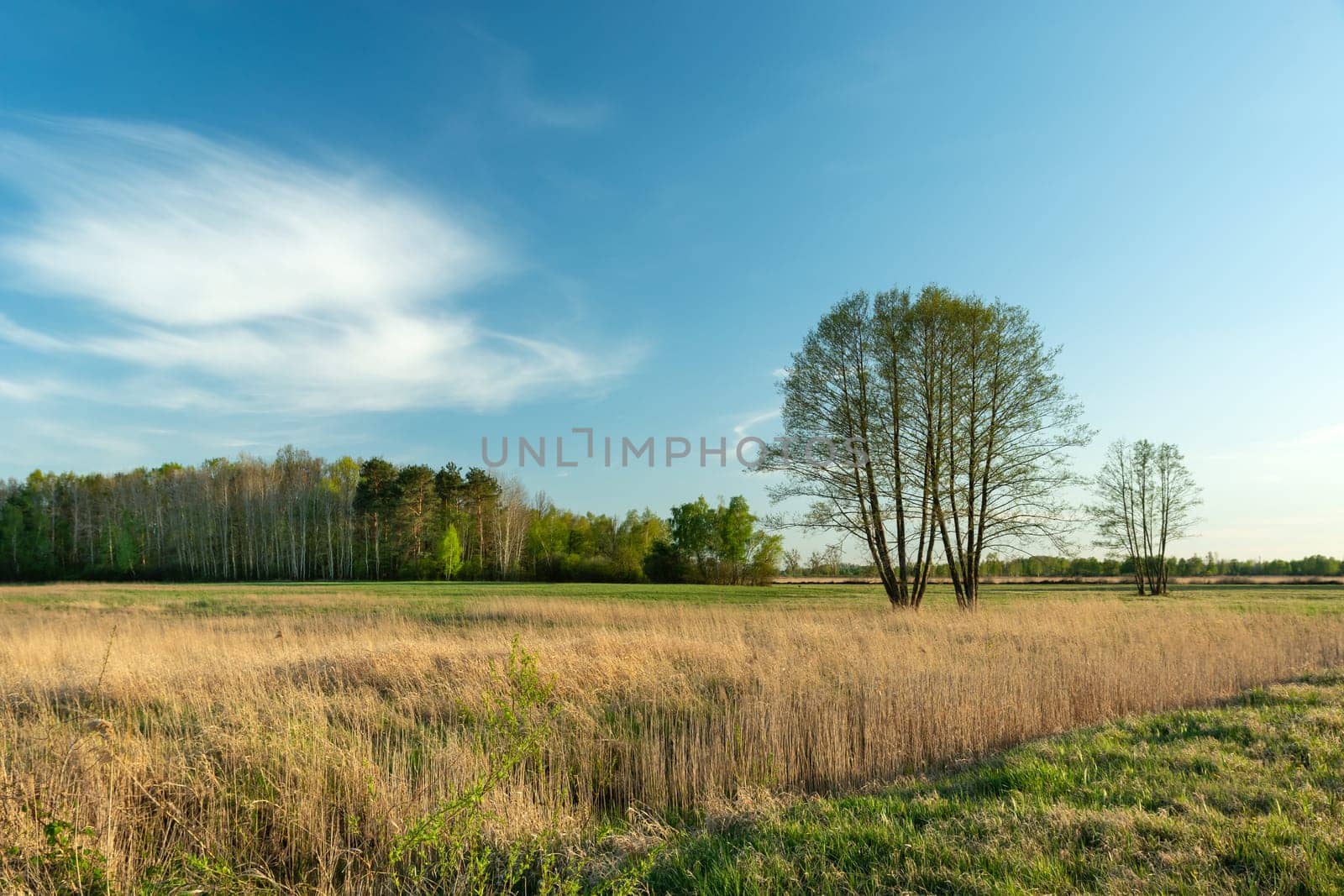 Tall trees in the meadow in front of the forest, spring day