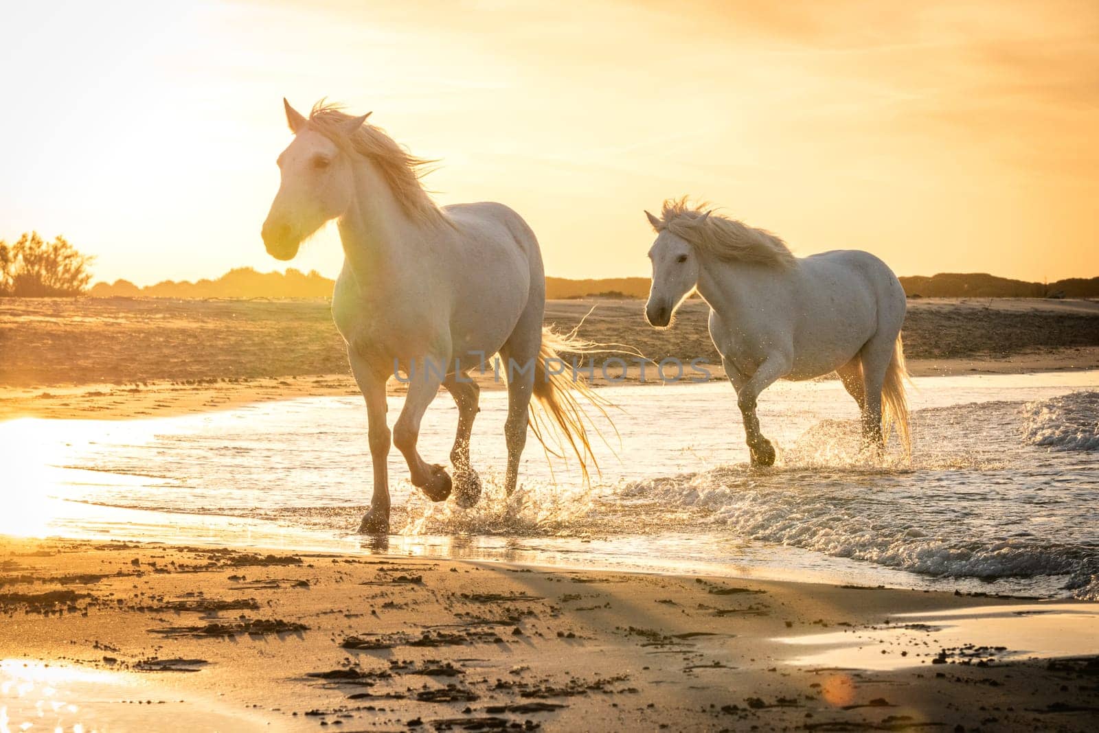 White horses are walking in the water  all over the sea in Camargue, France.