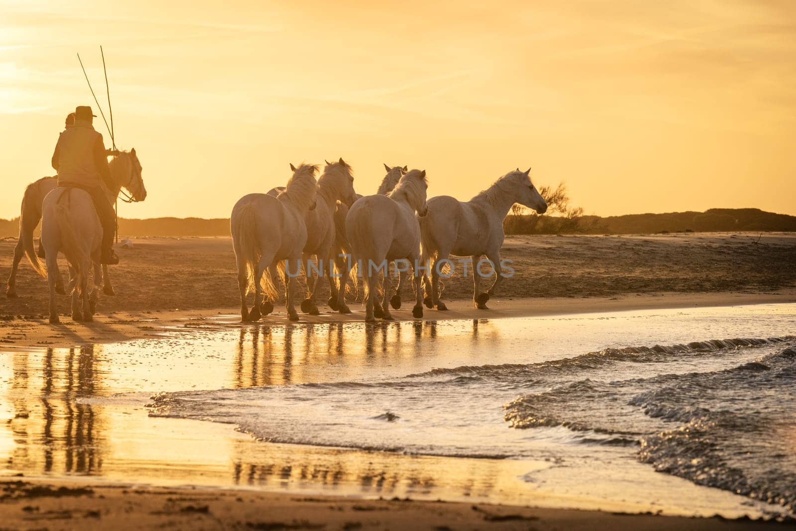 White horses are galoping in the water  all over the sea in Camargue, France.