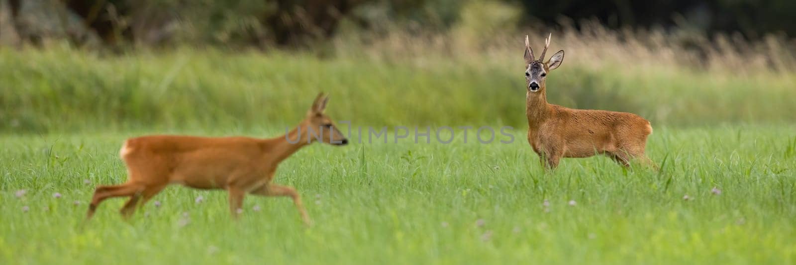 Couple of roe deer, capreolus capreolus, walking on meadow in mating season. Buck and doe moving on grassland in summer. Two wild mammals going on green field.