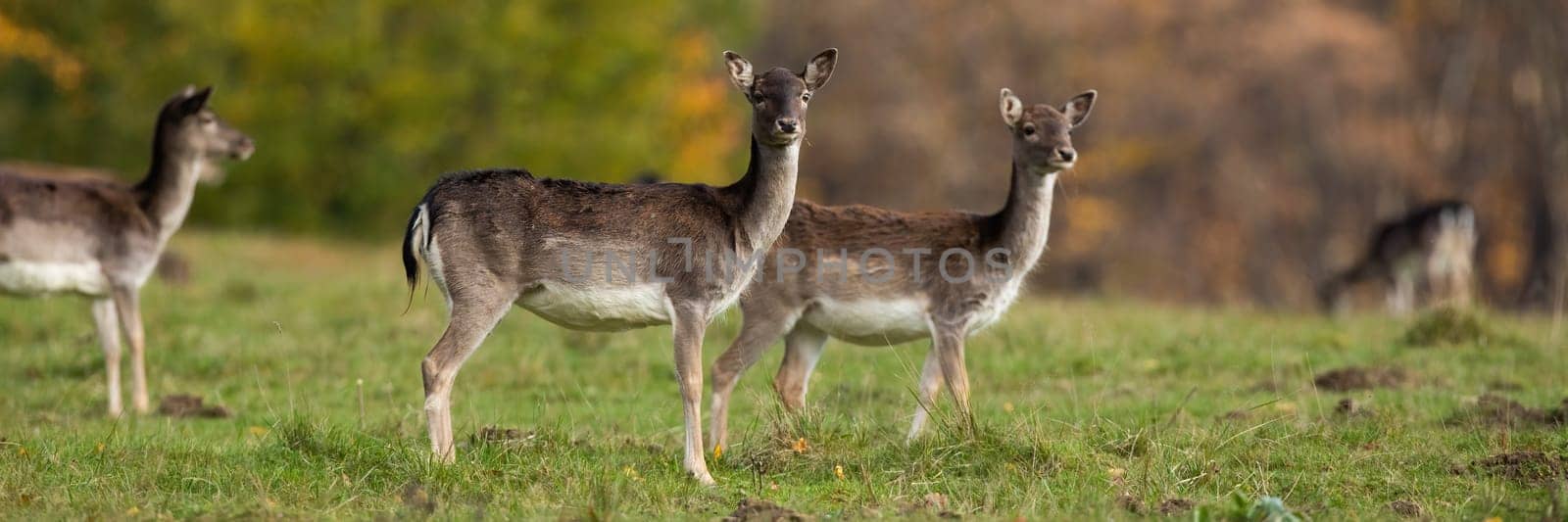 Group of fallow deer, dama dama, females standing on grass in autumn. Many hinds looking on field in fall. Multiple brown mammals watching on glade.