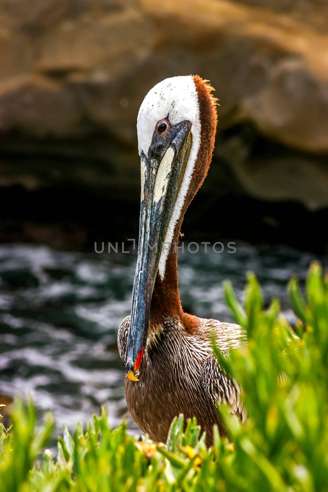 Pelican sitting in green grass.