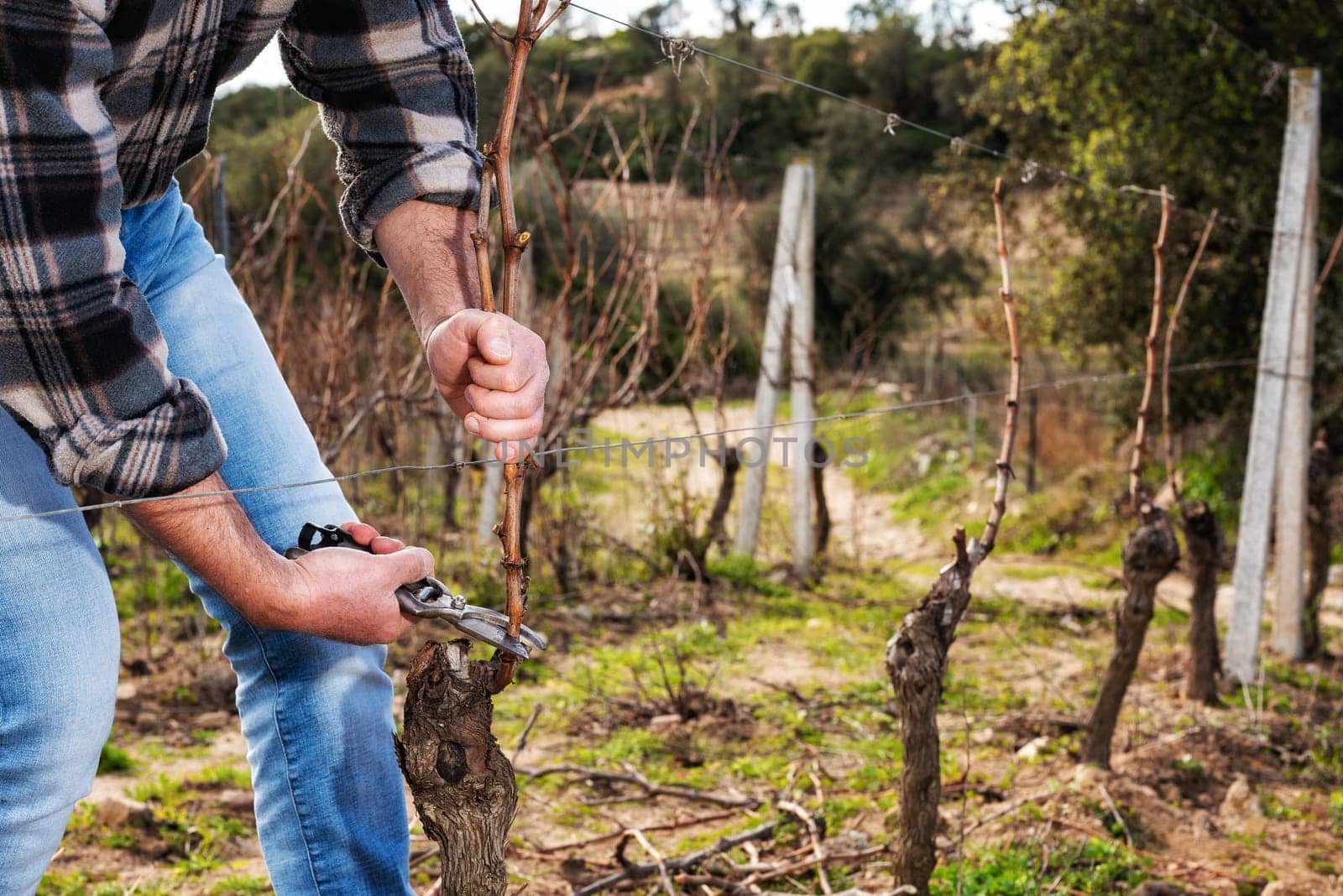 Close-up of a winegrower hand. Prune the vineyard with professional steel scissors. Traditional agriculture. Winter pruning, Guyot method.