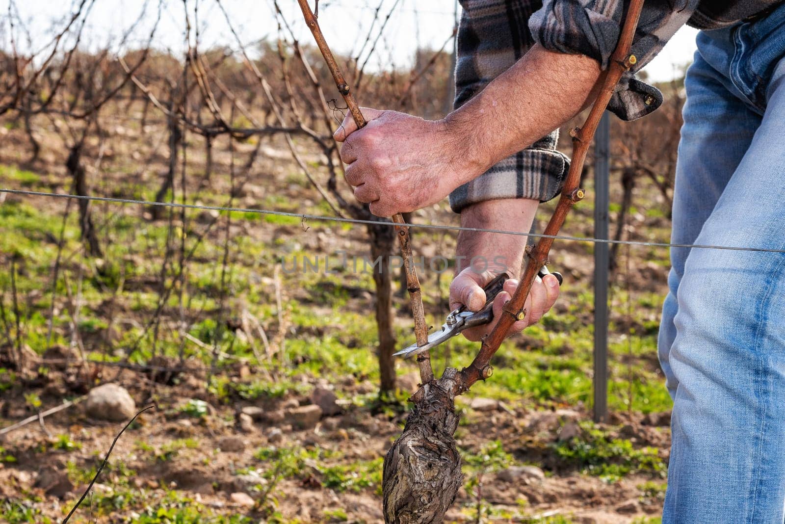 Close-up of a winegrower hand. Prune the vineyard with professional steel scissors. Traditional agriculture. Winter pruning, Guyot method.