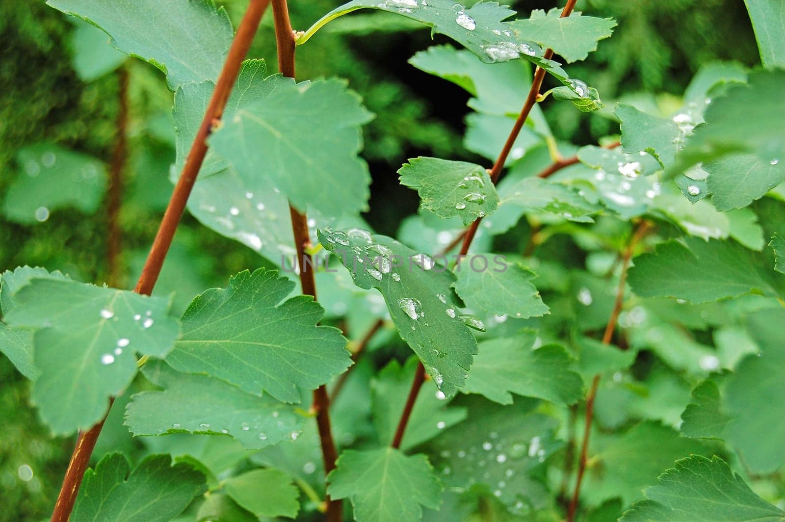 Rain drops on plant leaves