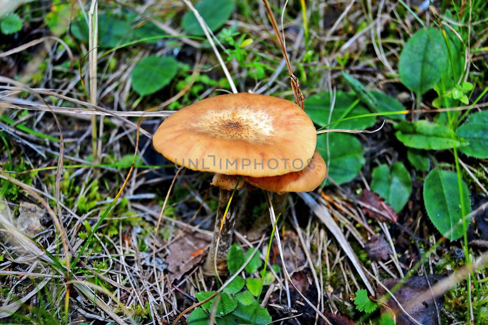 Close up of a mushroom