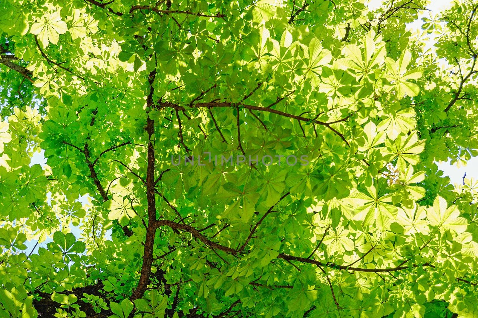 Chestnuts Tree at Spring