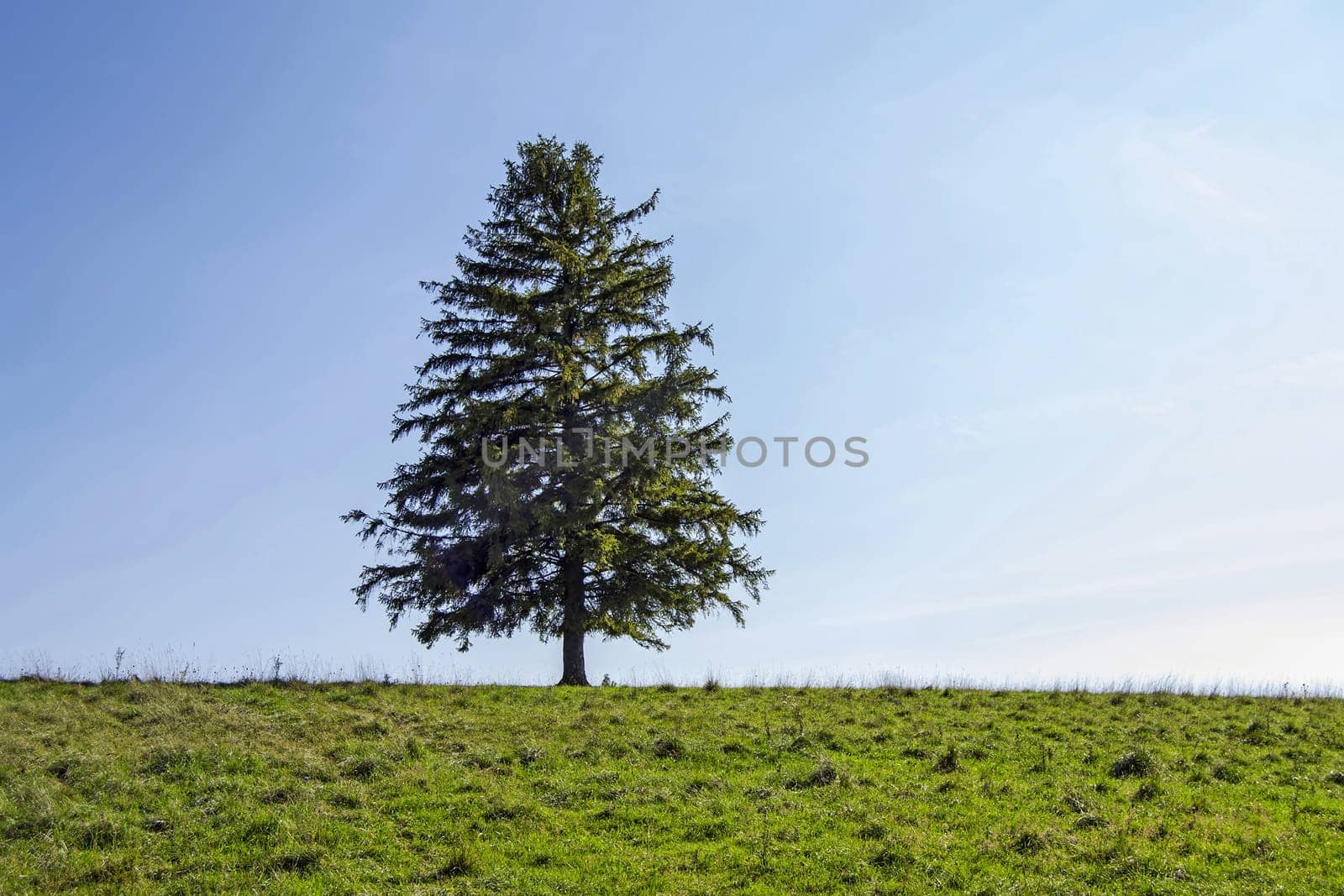 Lone tree with green field on hill