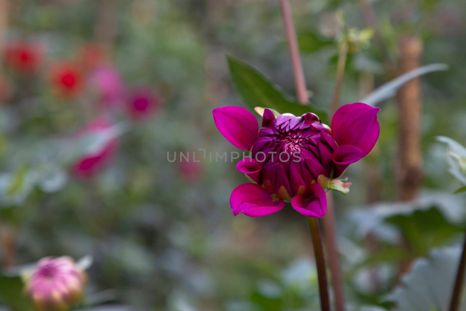 Beautiful Pink Blooming Dahlia Flower in the Garden Tree with Blurry Background. Spring Flower Natural View.