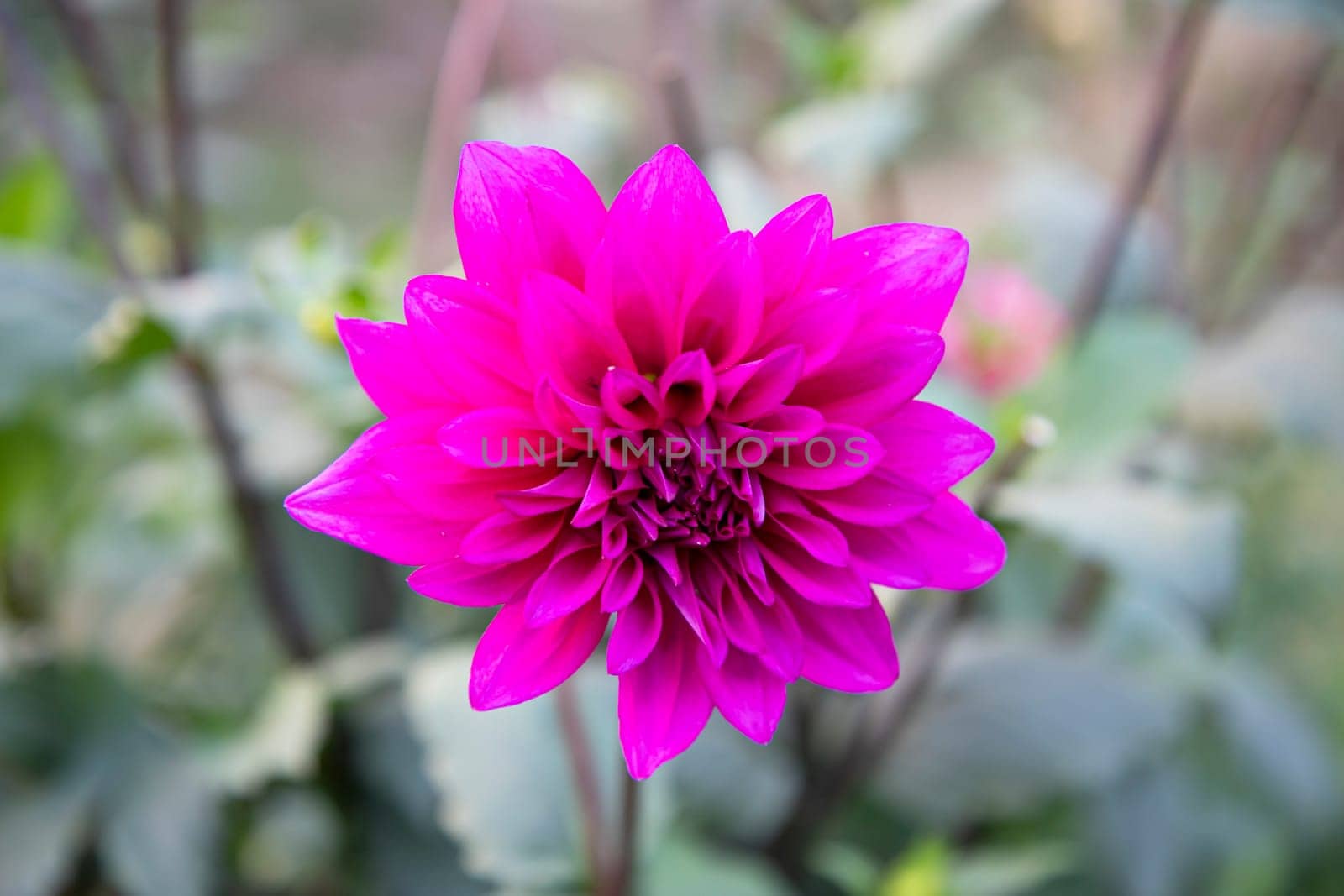 Beautiful Pink Blooming Dahlia Flower in the Garden Tree. spring flower Natural view.