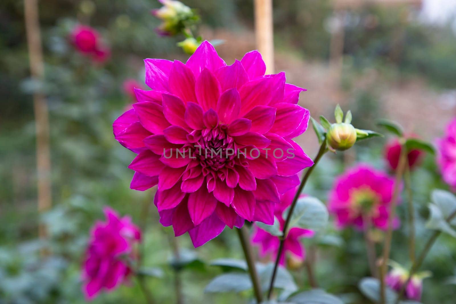 Beautiful Pink Blooming Dahlia Flower in the Garden Tree. spring flower Natural view.