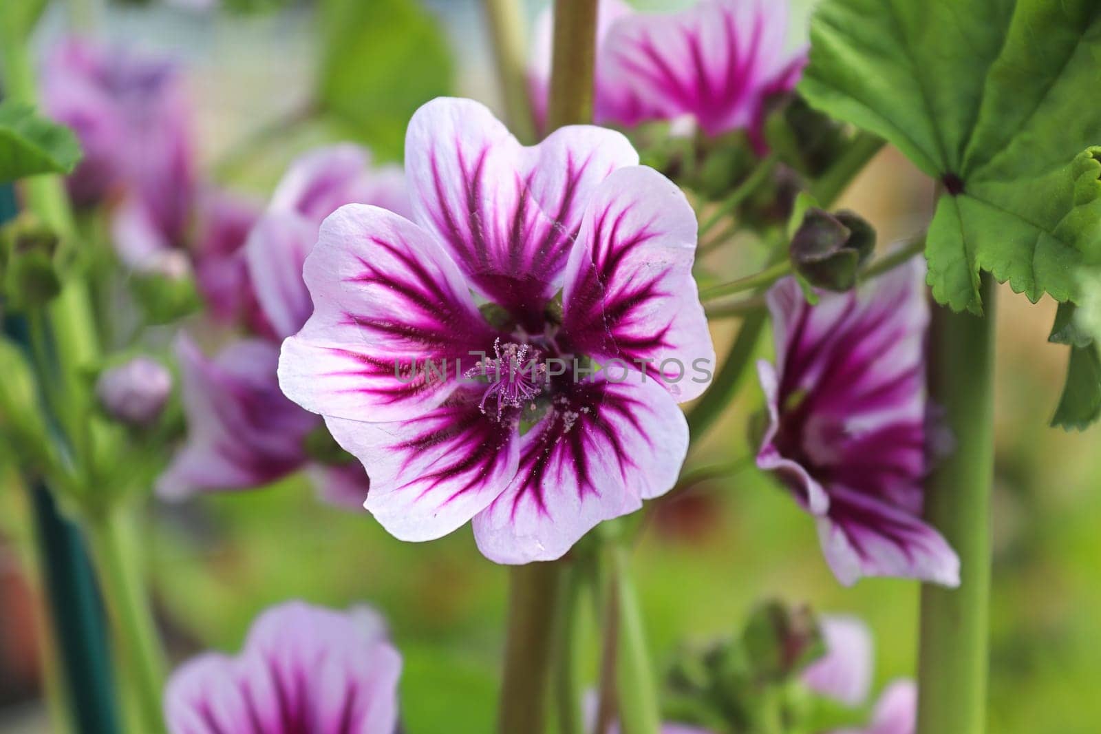 Closeup view of the purple petals on a mallow plant.