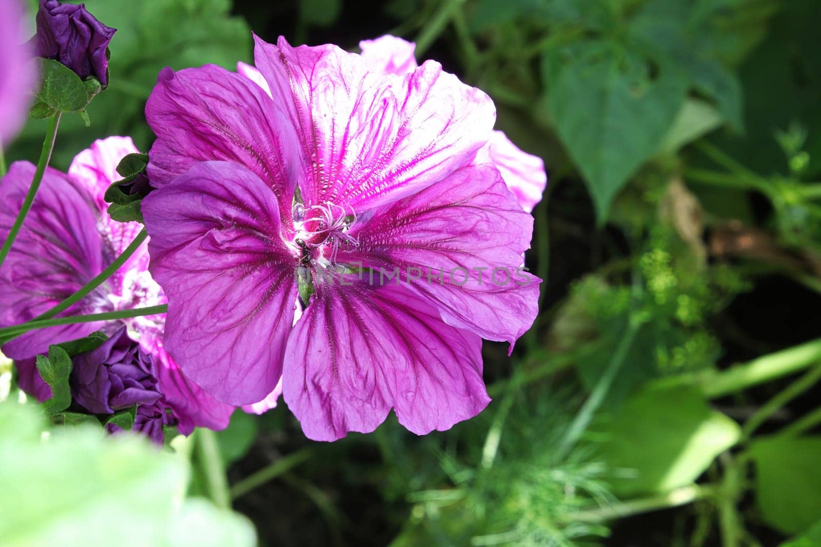Closeup view of the purple petals on a mallow plant.