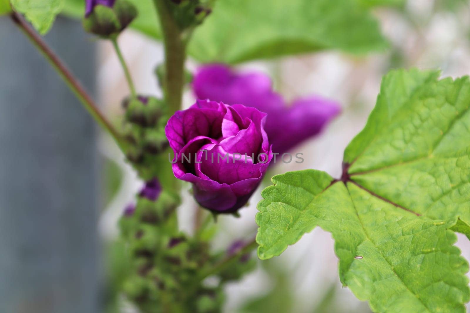 Closeup view of the purple petals on a closed mallow plant.