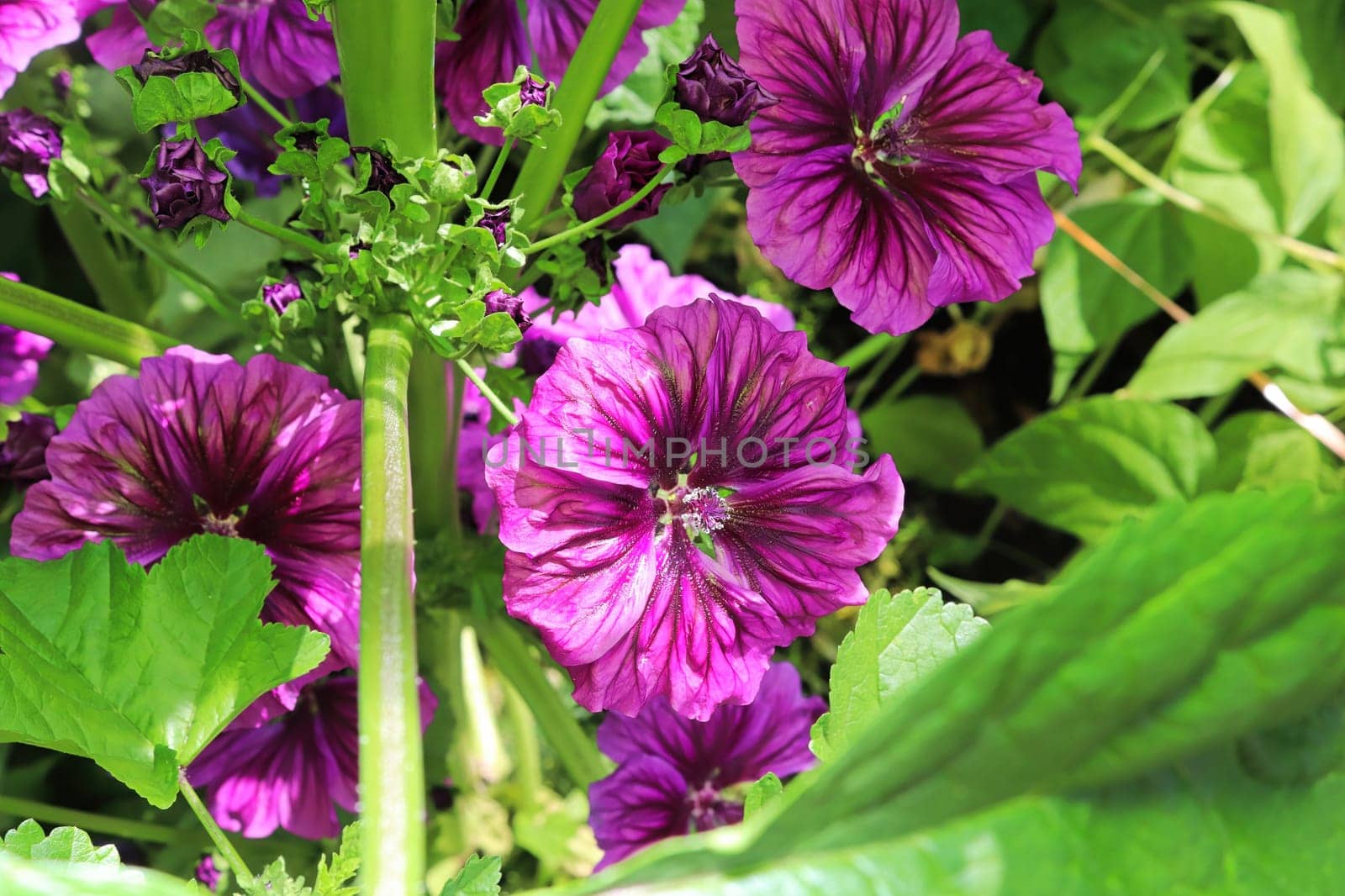 Closeup view of the purple petals on a mallow plant.