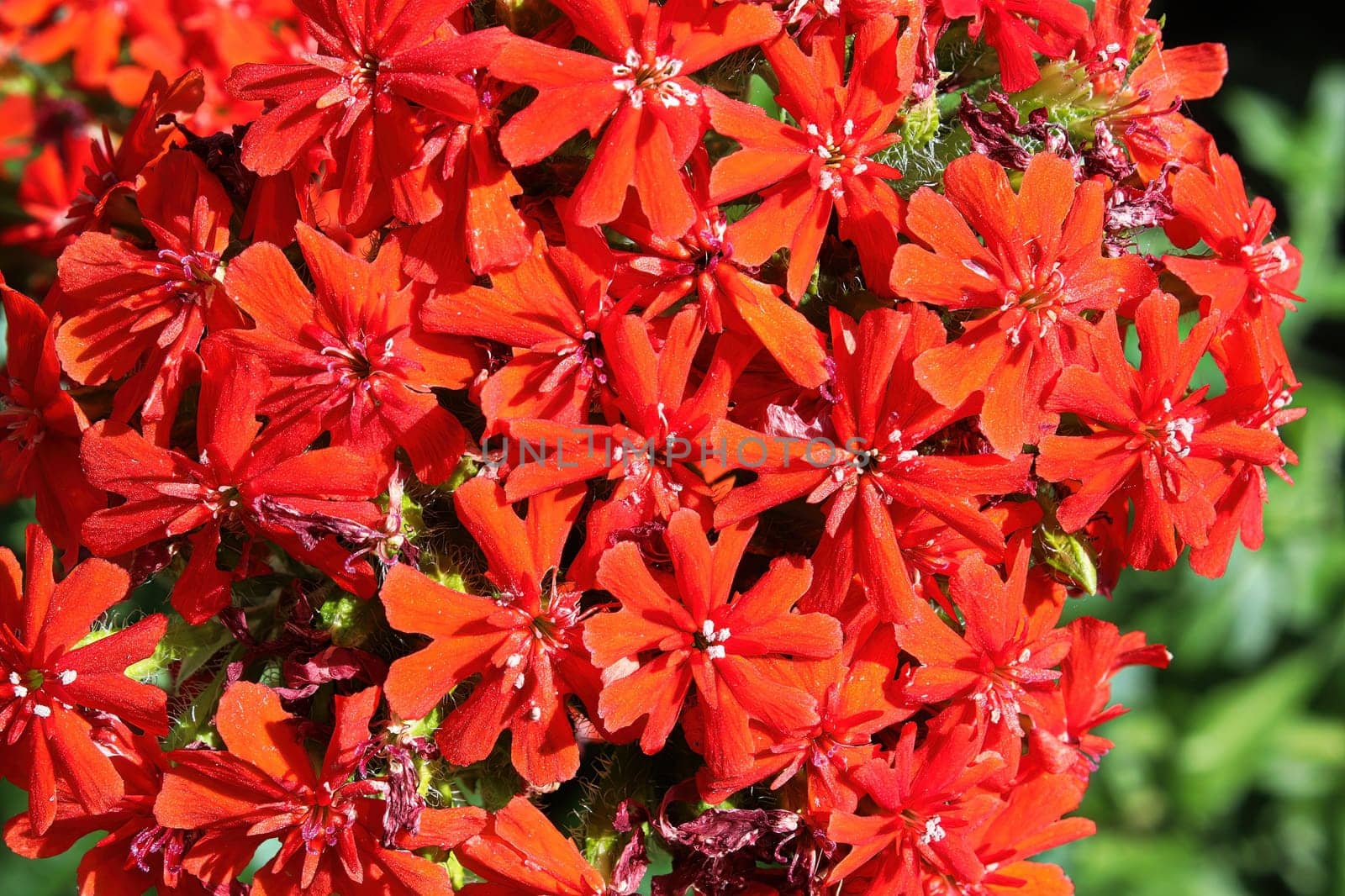Closeup view of the red flowers on a maltese cross plant.