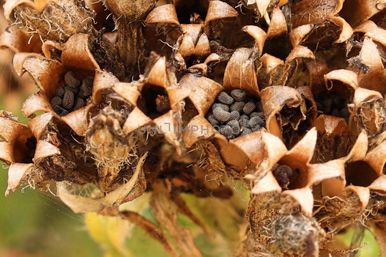 macro view of the seed pods on a maltese cross plant.