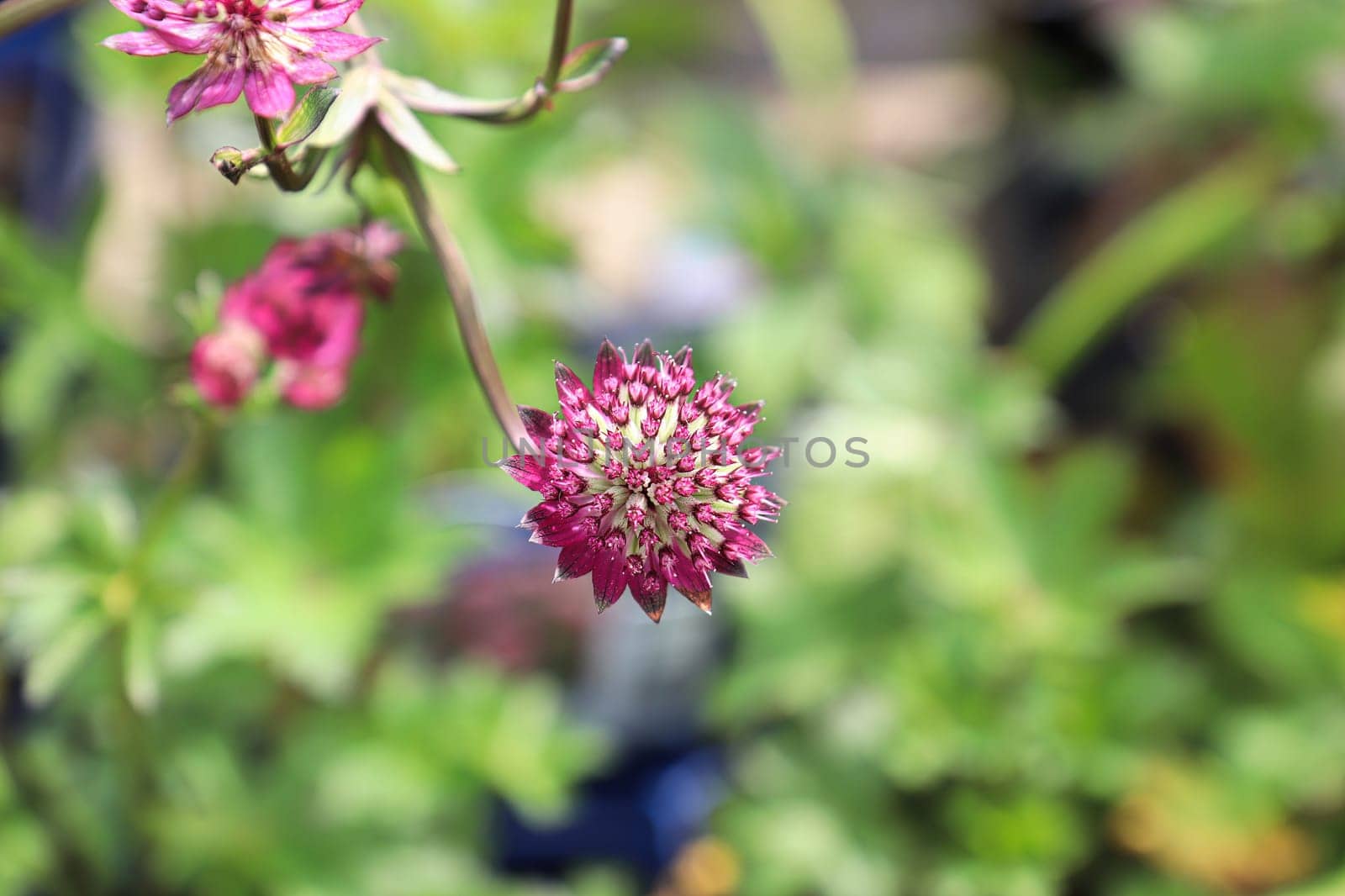Delicate view of pink masterwort flower heads.