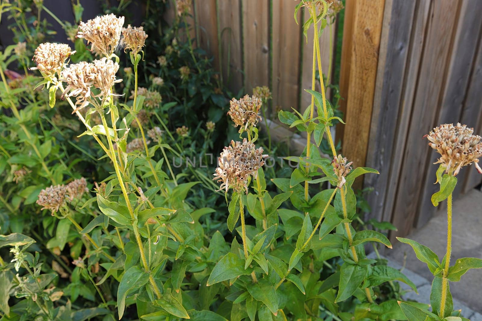 Maltese Cross plants with seed pod growing in the fall.