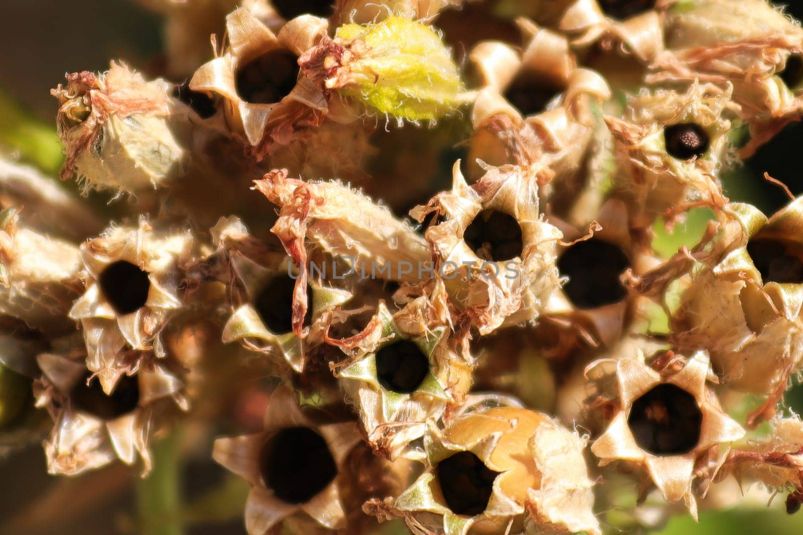 macro view of the seed pods on a maltese cross plant.