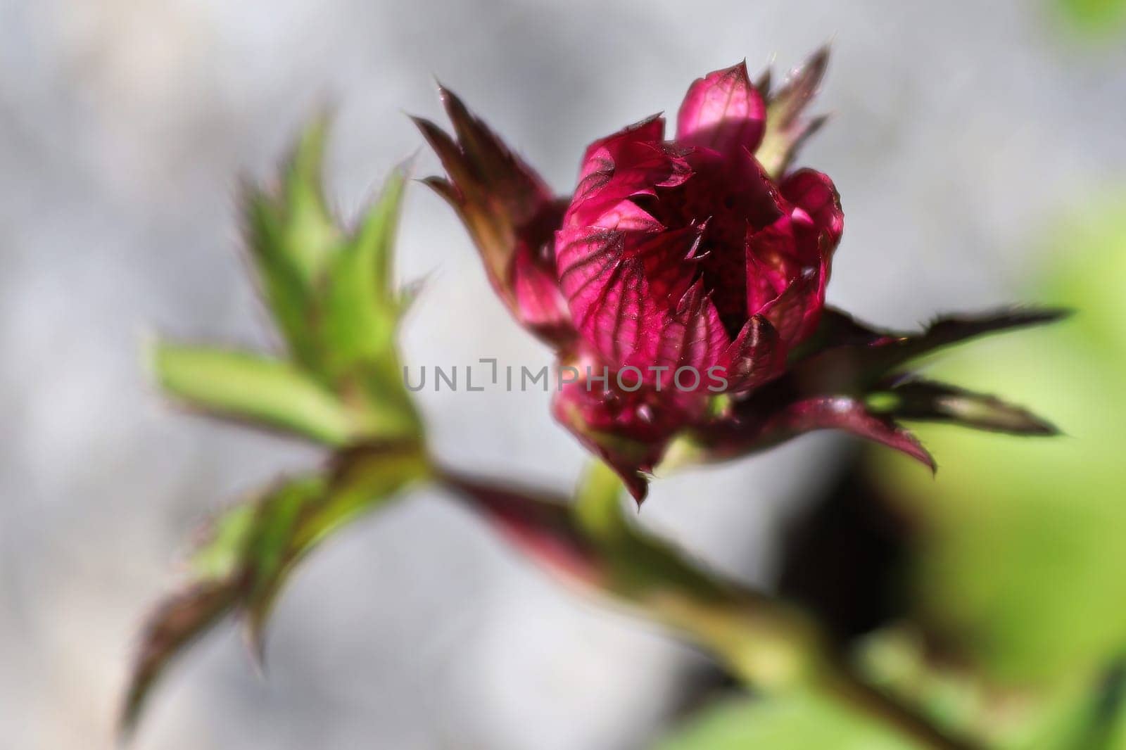 Delicate closeup view of pink masterwort flower heads.