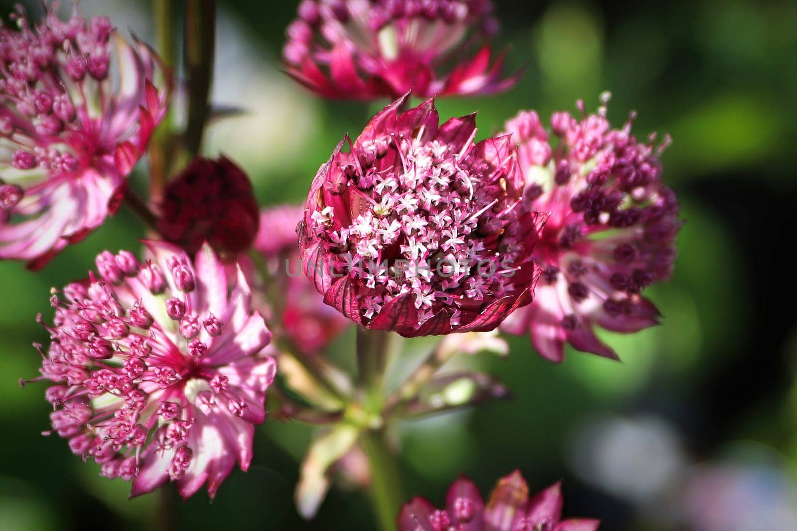 Delicate closeup view of pink masterwort flower heads.