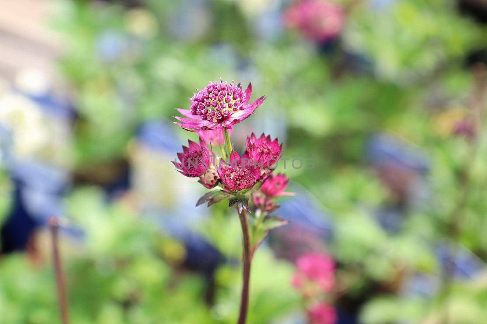 Delicate view of pink masterwort flower heads.