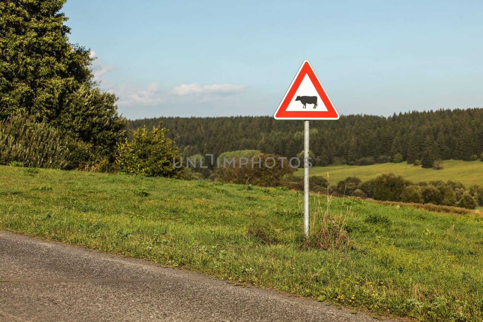 Caution cows crossing sign next to country road, forest in distance.