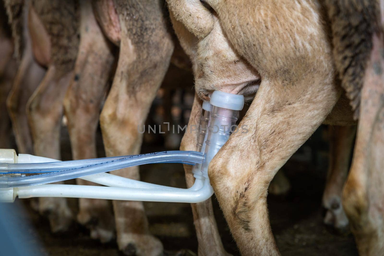 sheep milking session on the farm in the south of France