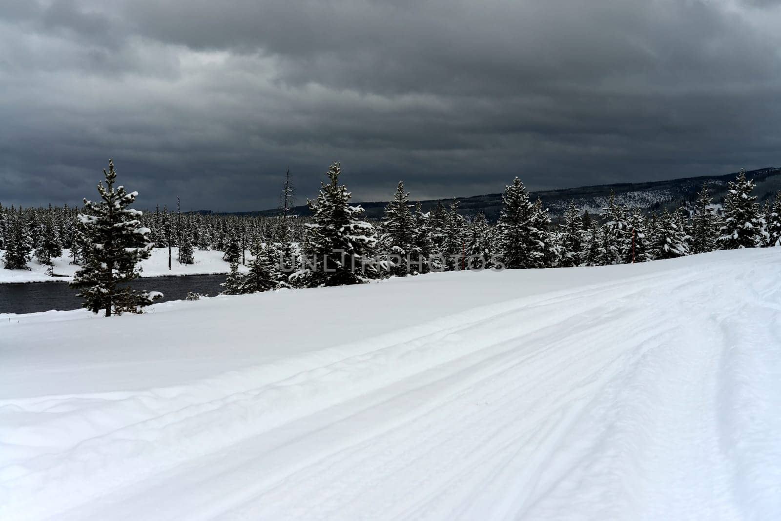 Douglas Fir covered with snow in Yellowstone National Park