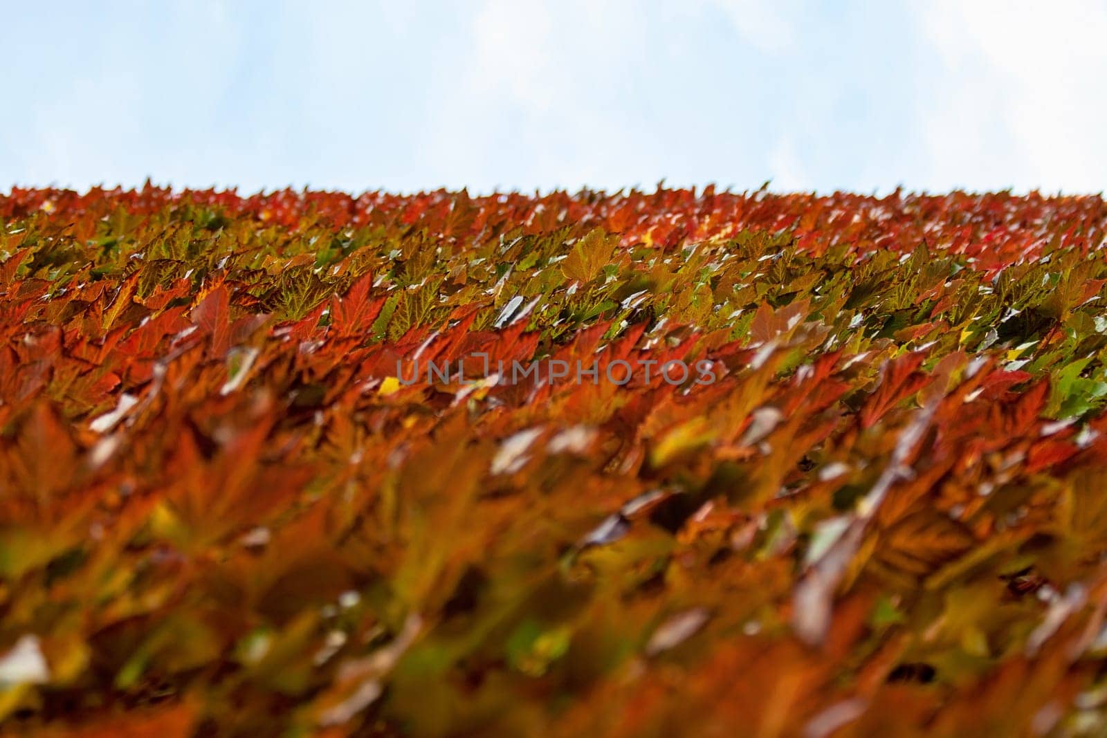 Red brown and yellow coloured ivy growing on the wall, blue and white sky in distance. Abstract autumn background.
