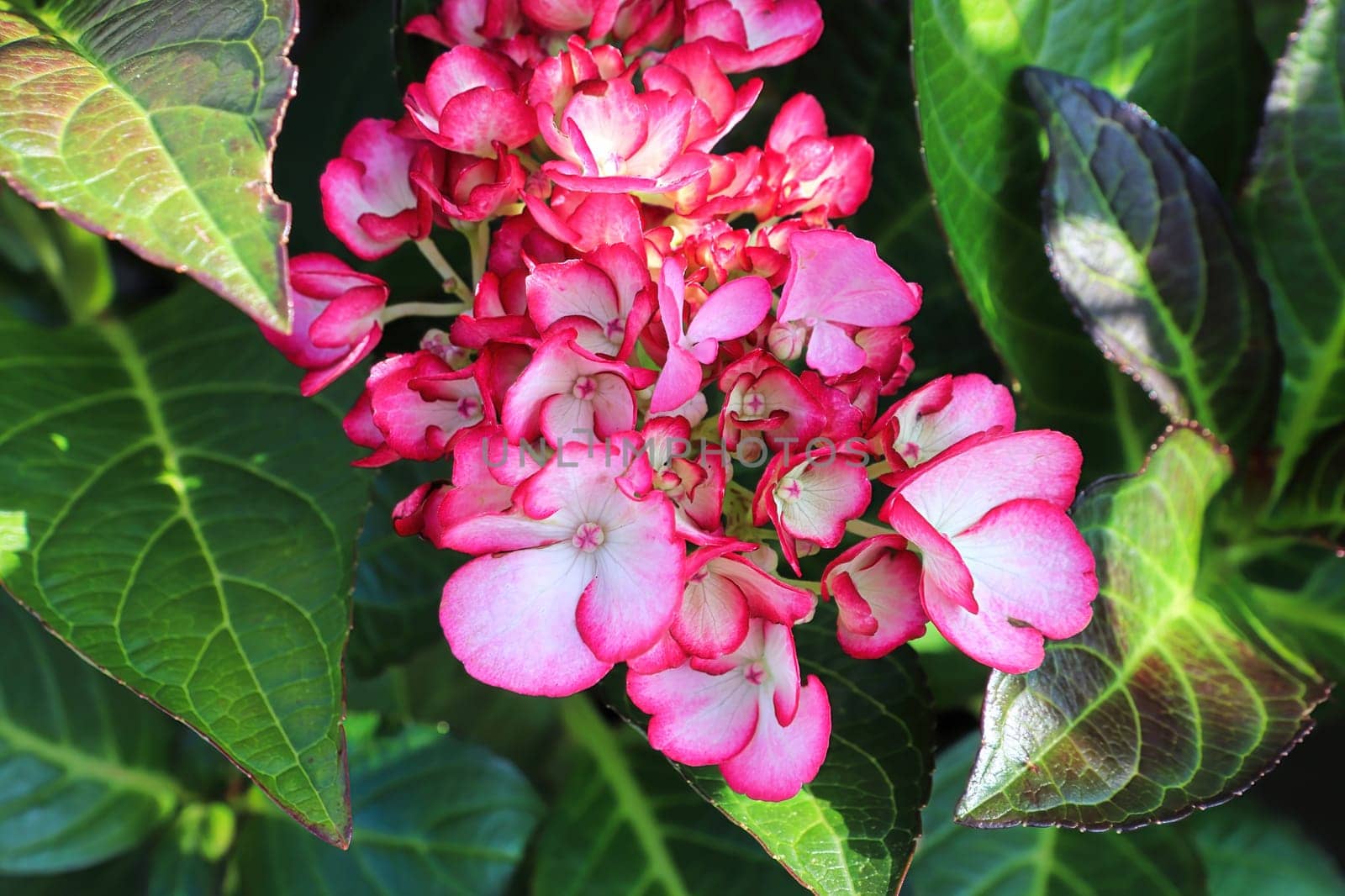 Delicate pink and white flower petals on a patio hydrangea.