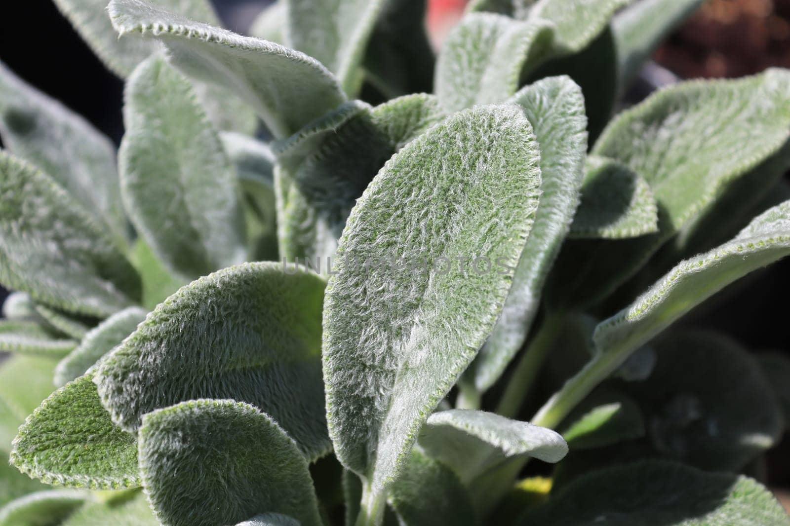 Closeup of the fuzzy leaves on a lambear plant.