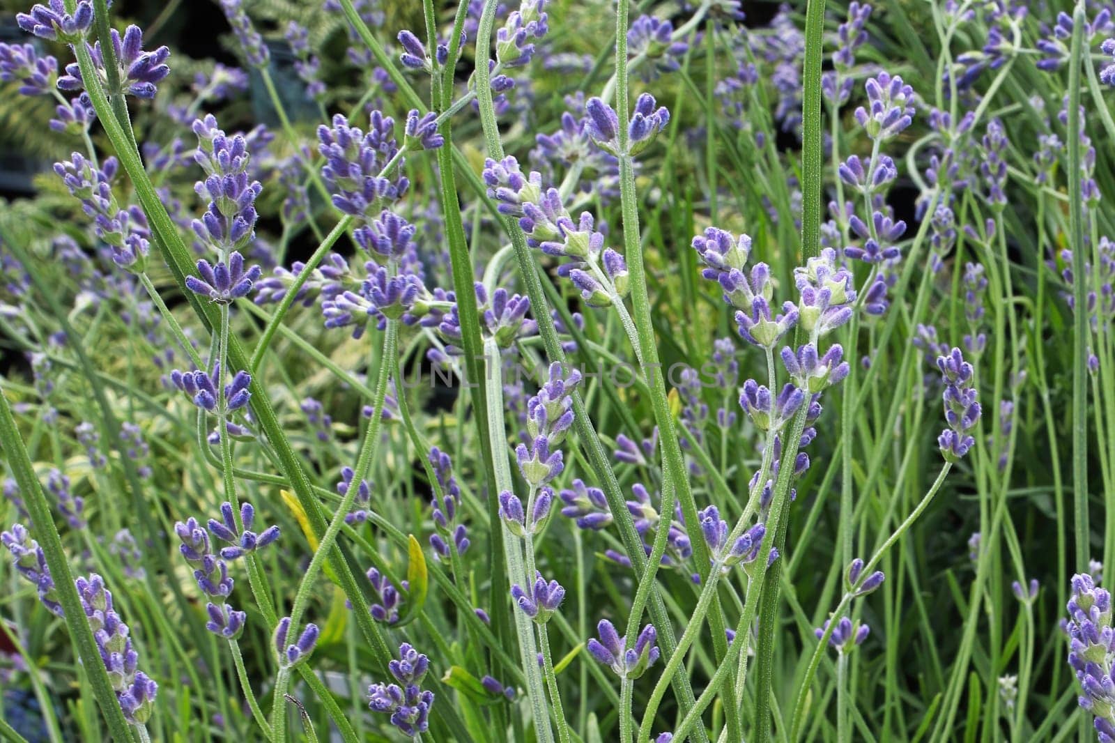 Side view of lavender growing in the garden.