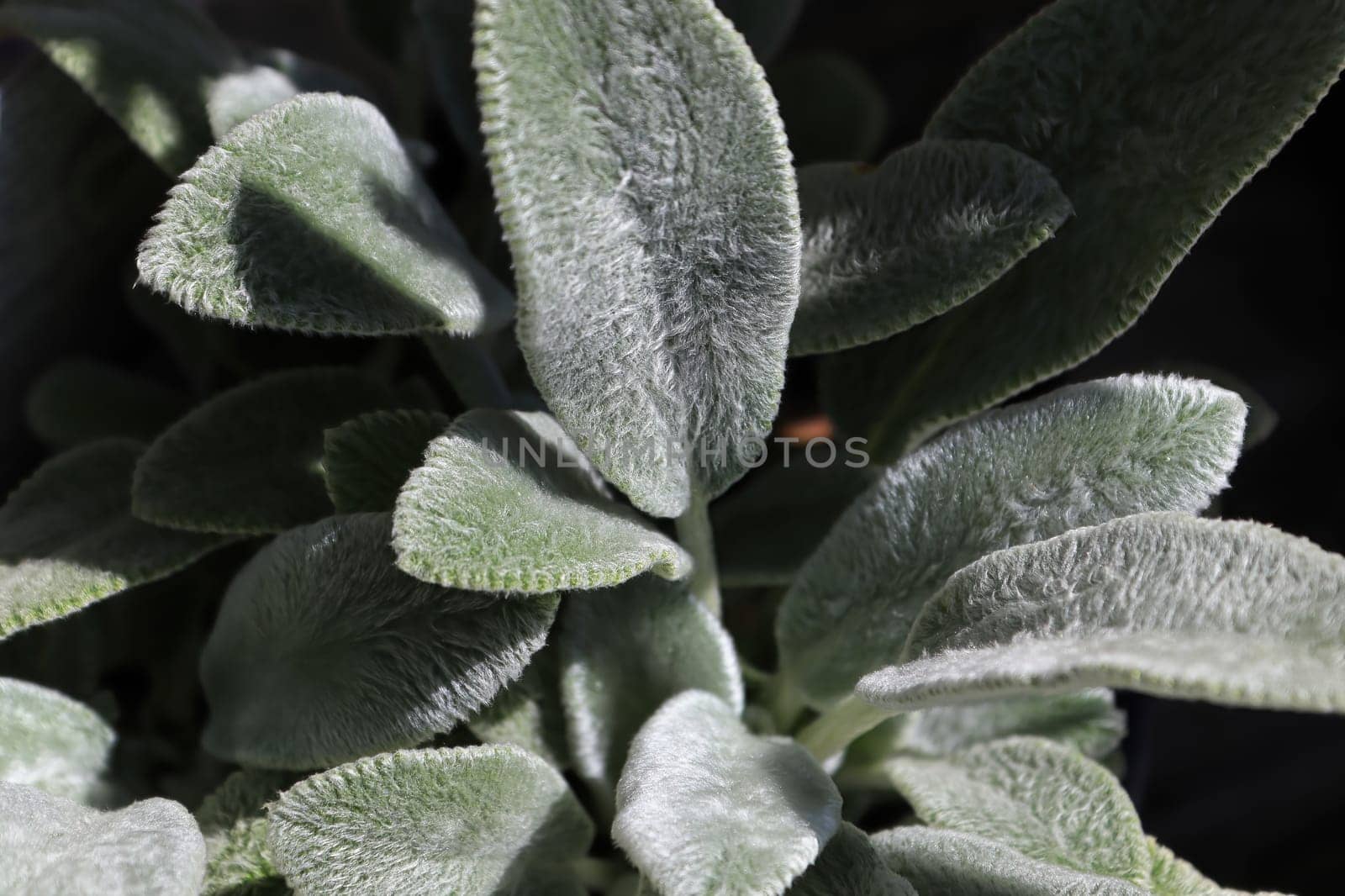 Closeup of the fuzzy leaves on a lambear plant.