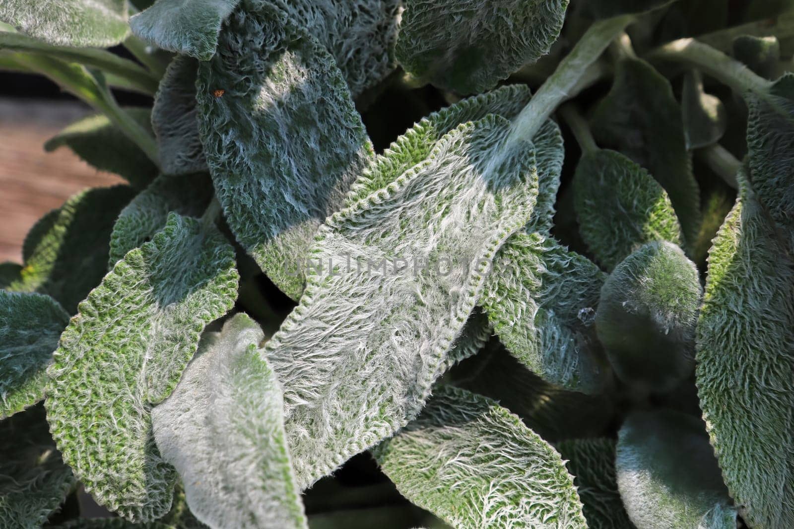 Closeup of the fuzzy leaves on a lambear plant.