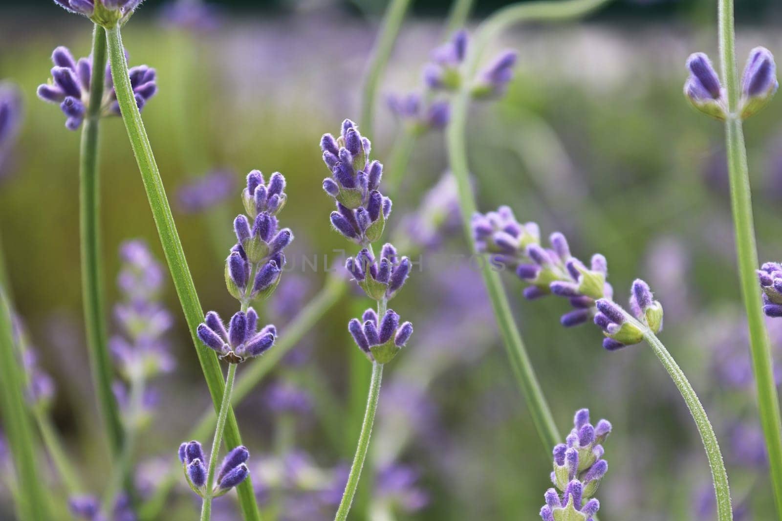 Side view of lavender growing in the garden.