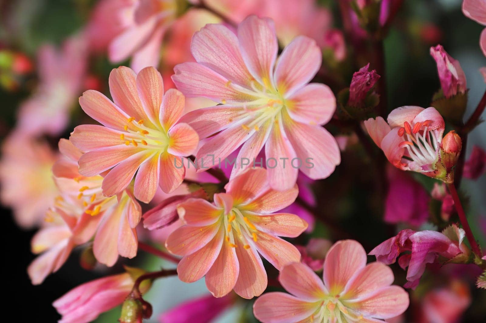 Closeup view of the delicate petals on a lewisia plant.