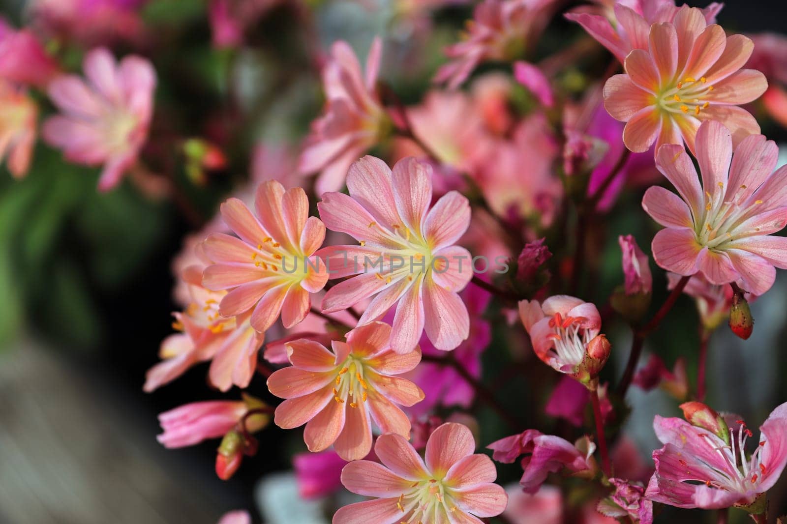 Closeup view of the delicate petals on a lewisia plant.