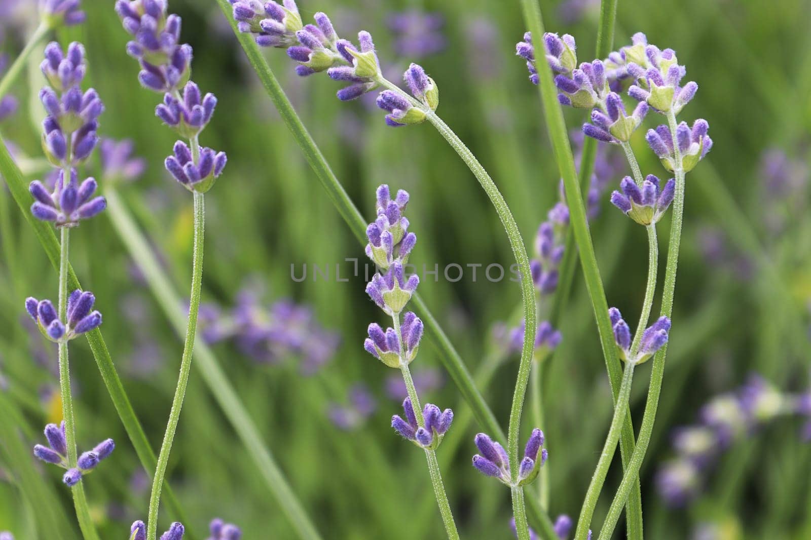 Side view of lavender growing in the garden.