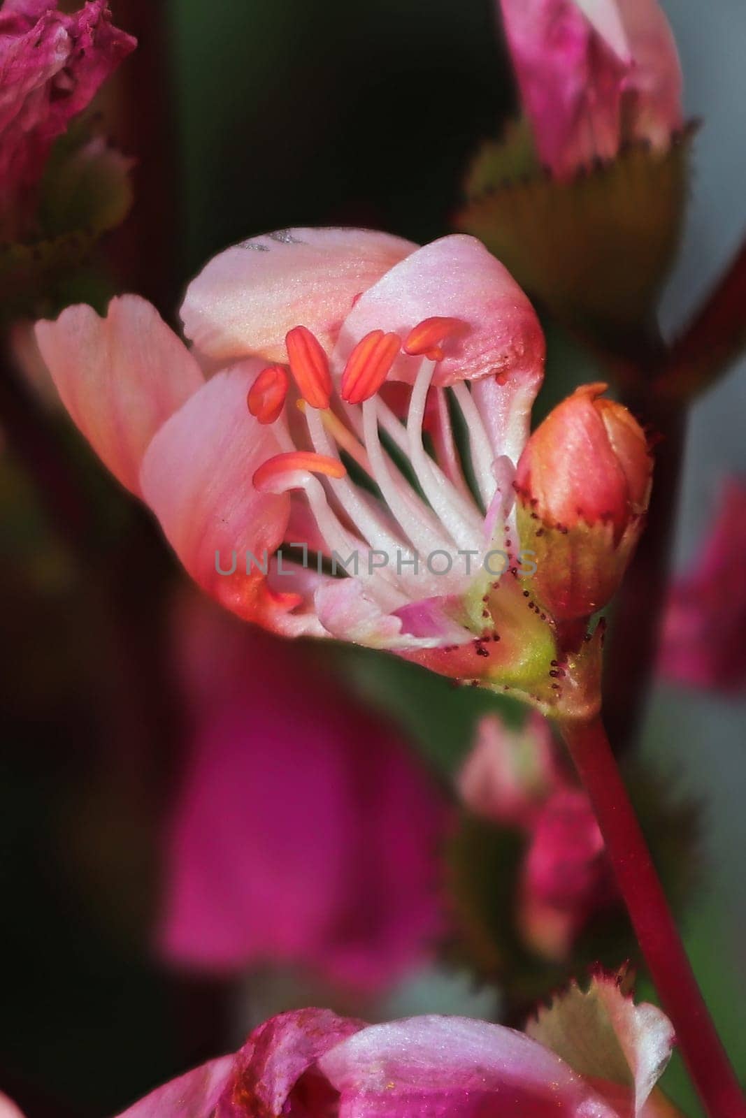 Macro view of the delicate petals on a lewisia plant.