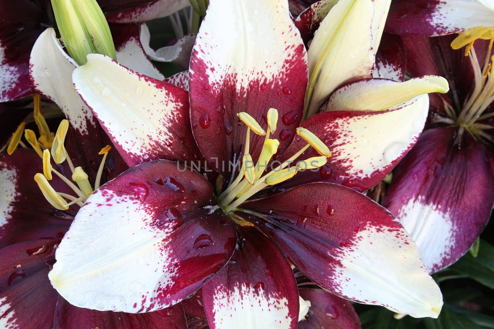 Closeup view of purple and white lily plants.