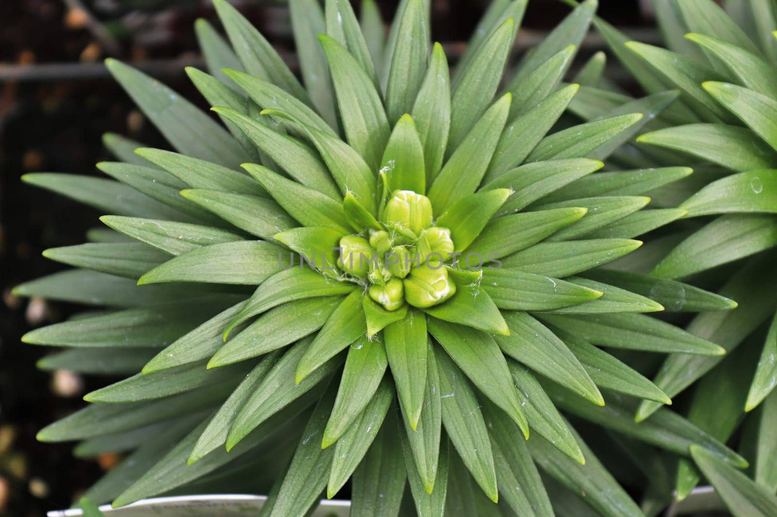 The green spiky foliage on lily plants.